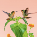 MAURIN (34) Formation Yoga enfants 24-25